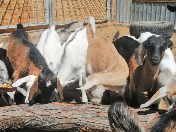 Echki, Alpine goat