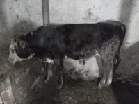 सांड, मवेशी — फ़ोटो 1