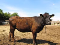 Kuh, Aberdeen-Angus — Foto 2