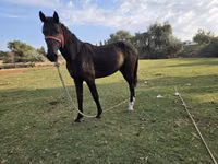 Hengst, Friesian sport horse — Foto 2