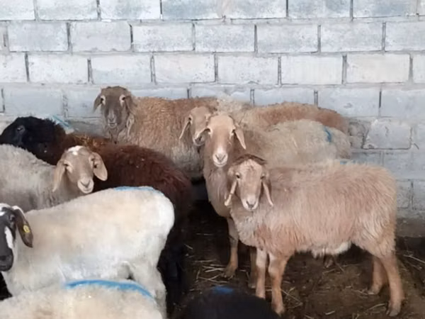 نعجة, Romanov sheep — قيرغيزستان
