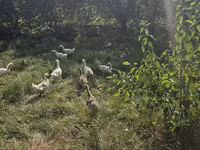 Geese — Foto 3