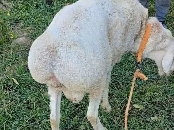 كبش, Arashan sheep — أوزبكستان