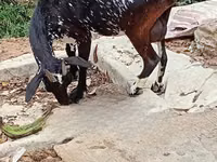 山羊（批次，未指定性别）, Goats — 照片 3