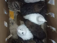 Quails — 2-rasm