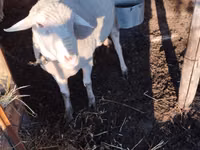 Widder, Lacaune sheep — Foto 1
