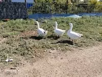 Chickens — الصورة 3