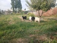 Cabro, Cabras — foto 1