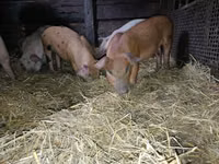 Eber, Schweine — Foto 2