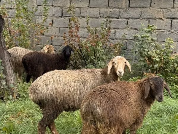 Kamelstute, Kamele