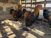 Brahma — Foto 2