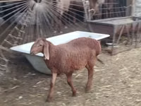 Carnero, Rhon sheep — foto 1