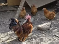 Chickens — Foto 2