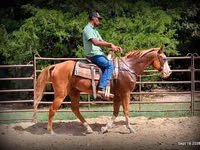 Caballo, American paint horse — foto 4