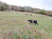 山羊（批次，未指定性别）, Goats — 照片 1
