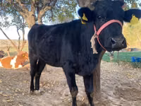 Vaca, Ganado vacuno — foto 2