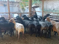كبش, الأغنام — الصورة 1