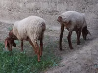 كبش, الأغنام — الصورة 3