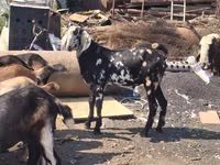 تيس, Nubian Goat — الصورة 2