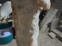 Carnero, Merino sheep — foto 4