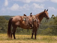 Hengst, Quarter Horse — Foto 2