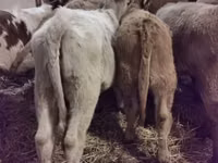 Bovinos (lote, sexo no especificado), Hereford — foto 4