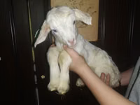 Ziege, Nubian Goat — Foto 4