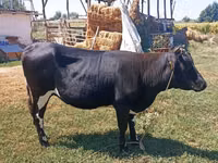 母牛, Holstein breed — 照片 1
