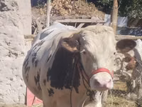 公牛, Simmental cattle — 照片 1