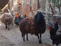 نعجة, Karabakh sheep — الصورة 2