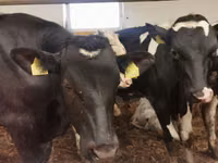 Buqa, Simmental cattle — 8-rasm