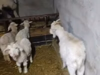 Ziegenbock, Ziegen — Foto 7
