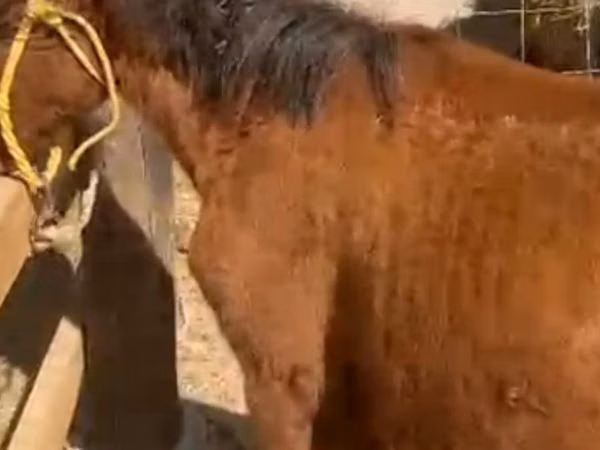 Stute, Kazakh horse