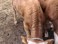 Bulle, Simmental cattle — Foto 3