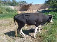 Buqa, Qoramol — 1-rasm
