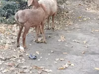 Oveja, Hissar sheep — foto 4