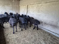 كبش, Blackheaded Persian sheep — الصورة 3