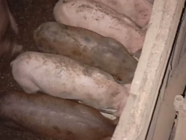 Мегежін, Шошқалар
