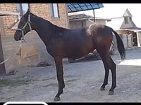 公马, Horses — 照片 1
