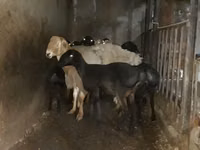 كبش, الأغنام — الصورة 8