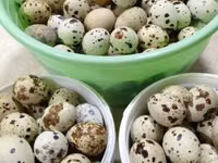 كوكو دي فلاندرز — الصورة 2