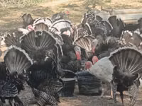 Turkeys — photo 1