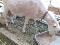 Cabra, Saanen goat — foto 1