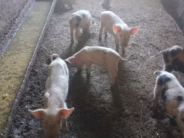 Schweine (Partie, Geschlecht nicht angegeben), Schweine — Kirgisistan