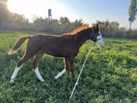 Stute, Kyrgyz Horse — Foto 1