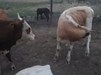 Bulle, Simmental cattle — Foto 1