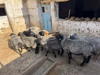 كبش, الأغنام — الصورة 1
