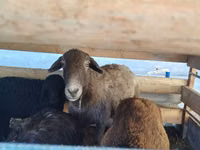 Schaf, Arabi sheep — Foto 1