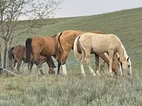 فرس, Horse breed — الصورة 7