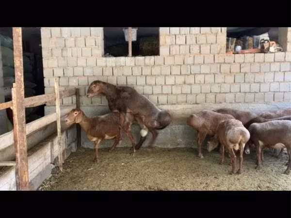 كبش, Hissar sheep — أوزبكستان